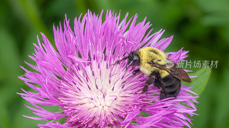 Common Eastern Bumble bee， (Bombus impatiens)， Bourdon fébrile, Greater knapweed， (Centaurea scabiosa)， Centaurée scabieuse。